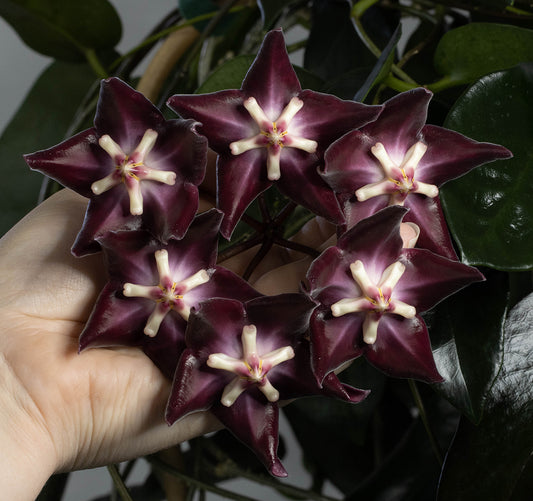 Hoya liddleana (NS08-077, Milne Bay Province, PNG)