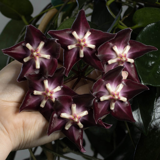 Hoya liddleana (NS08-077, Milne Bay Province, PNG)