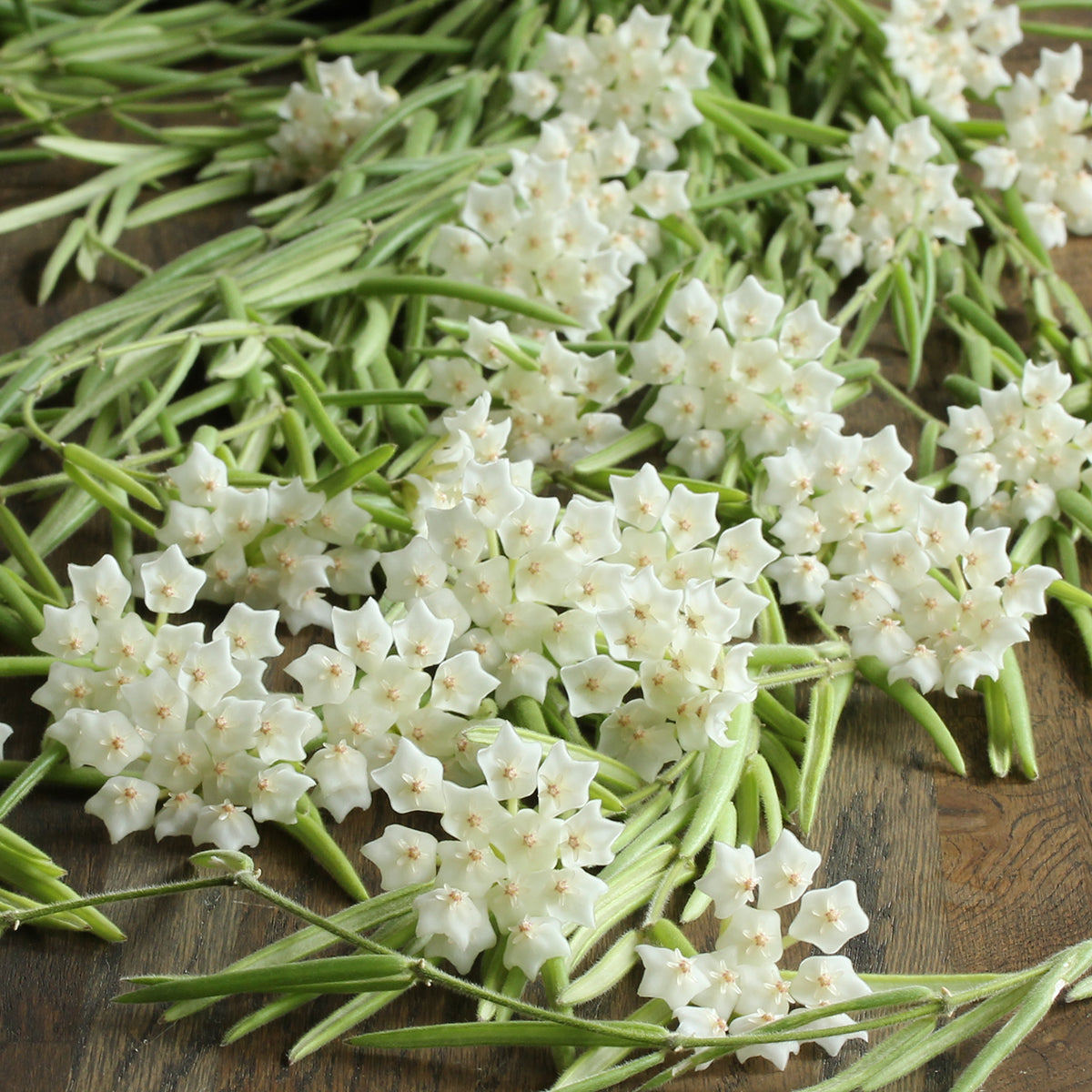 Hoya linearis