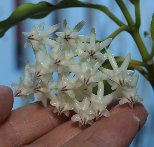 Hoya lockii