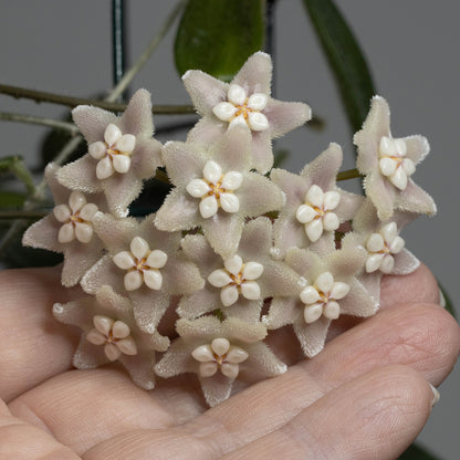 Hoya lyi (LT08-012)