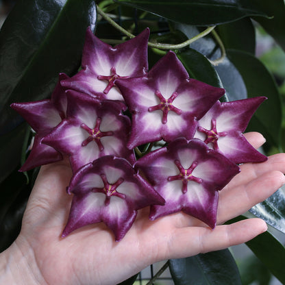 Hoya macgillivrayi (Coen River, Qld, IML16)