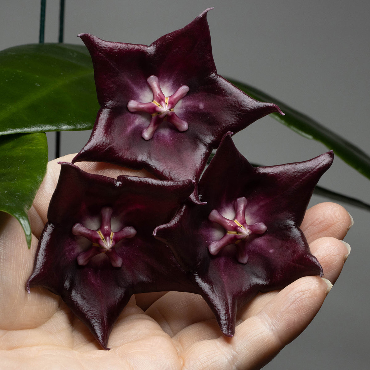 Hoya macgillivrayi (Lockhart River, Qld, IML-0688)