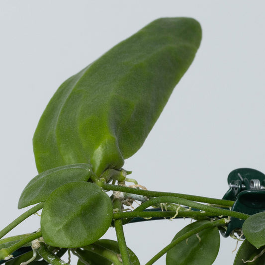 Dischidia major (intermediate size, Philippines)