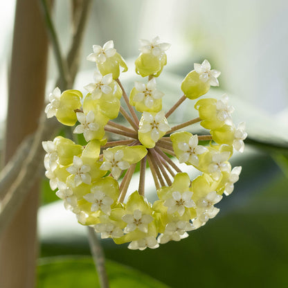 Hoya meredithii