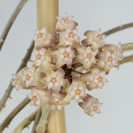 Hoya 'Michele'