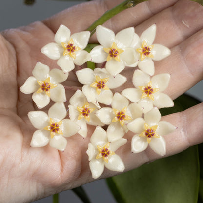 Hoya sp. (IPPS-8816)