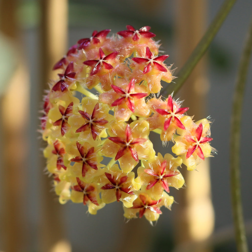 Hoya mindorensis (red star)