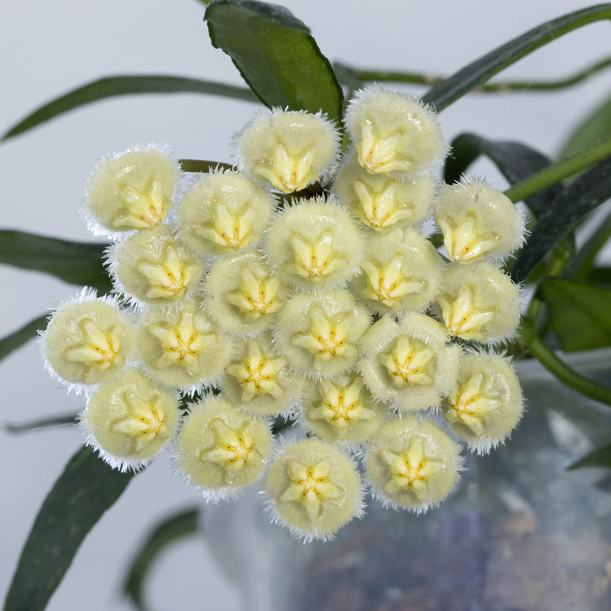 Hoya mirabilis (småbladig)