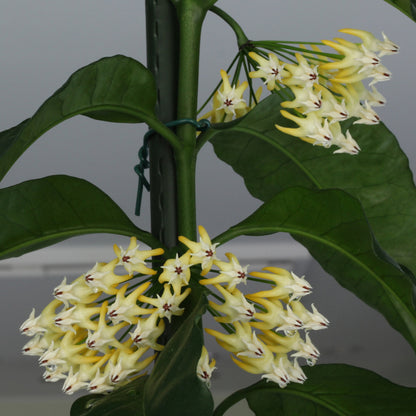 Hoya multiflora