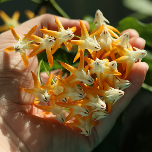 Hoya multiflora (SV406)