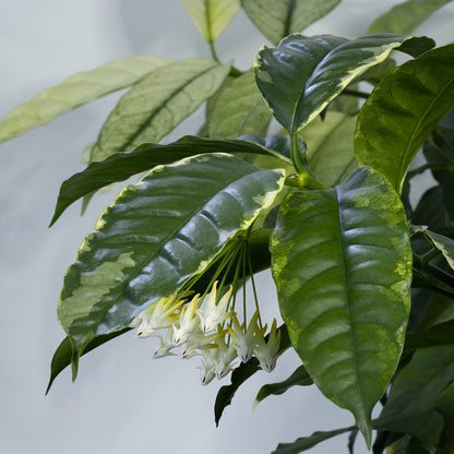 Hoya multiflora (variegerad)