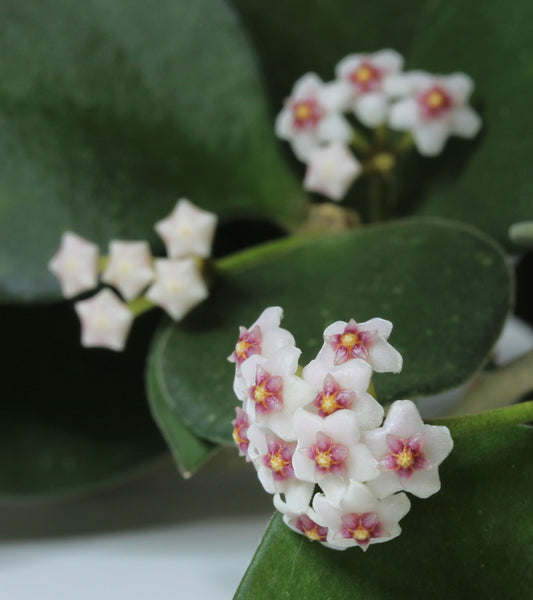 Hoya nummularioides