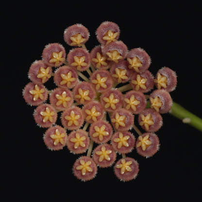 Hoya obscura