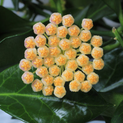 Hoya obscura (K.noona, Philippines)