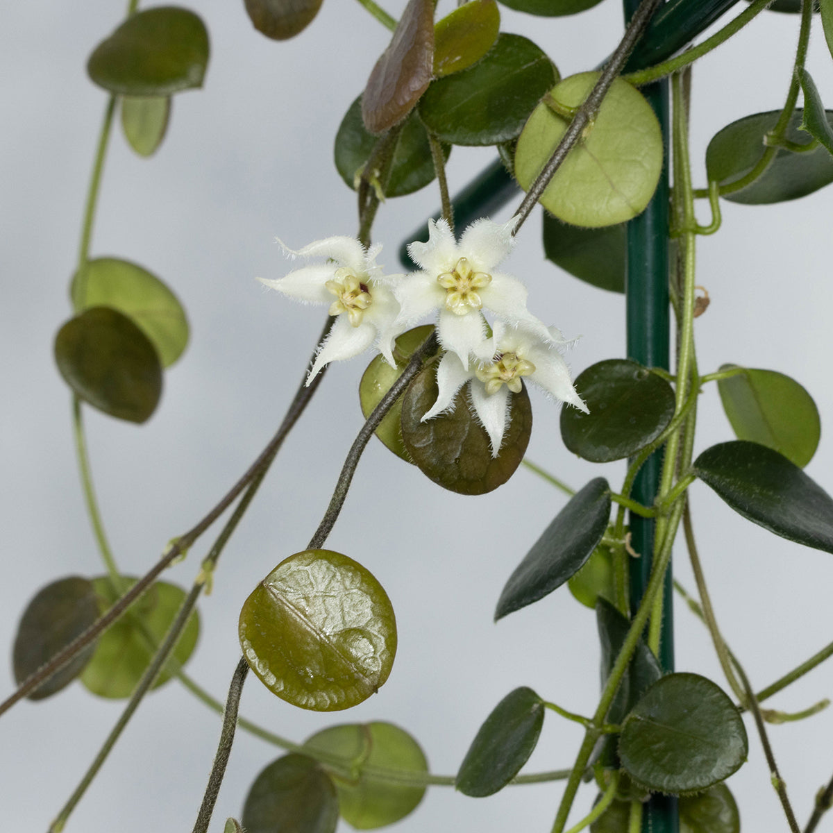 Hoya sp. Papua (05)