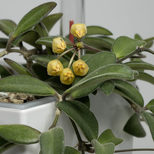 Hoya parvifolia