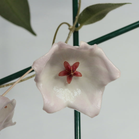 Hoya patella (IML-1083, white)