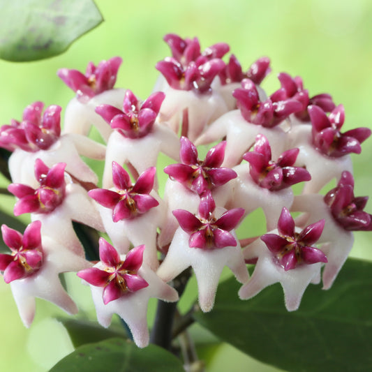 Hoya 'Patricia'