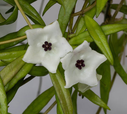 Hoya pauciflora