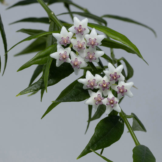 Hoya bella (Paxtonii, småbladig)