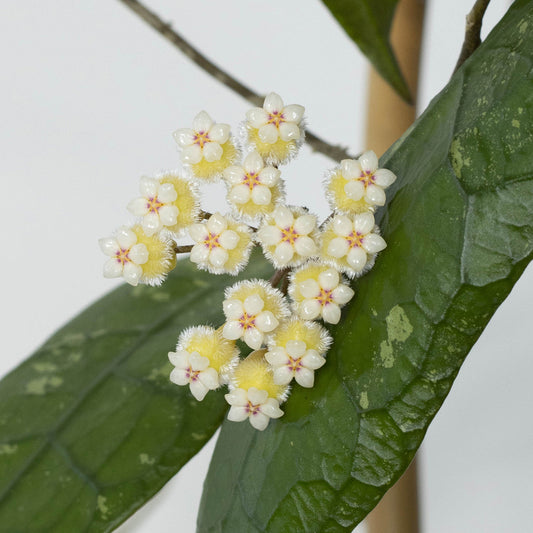 Hoya peninsularis (NS07-079, Lata Iskandar, red corona)