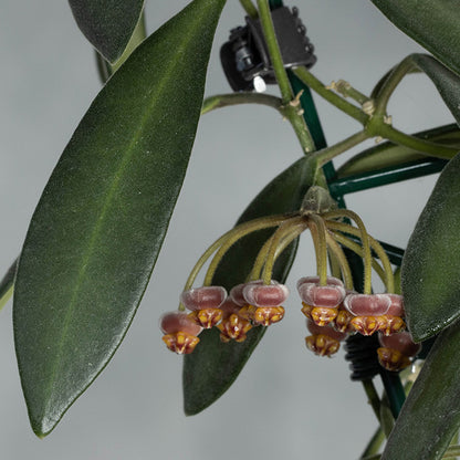 Hoya sp. aff. burtoniae (PG03)