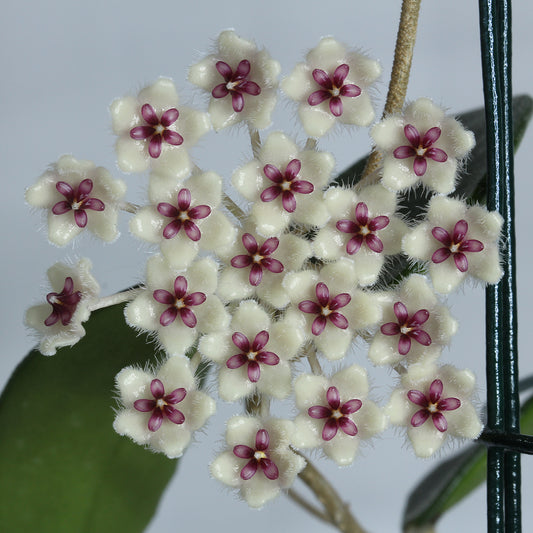 Hoya phuwuaensis (SR2010-050)