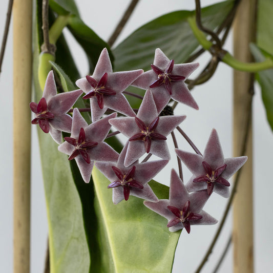 Hoya piestolepis (NS10-057)