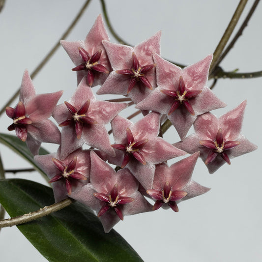 Hoya piestolepis (NS16-002)