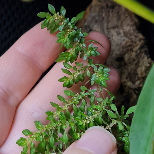 Pilea microphylla