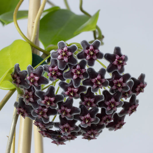 Hoya pubicorolla (1-011, Quezon)