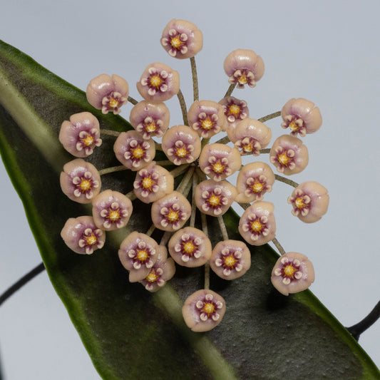 Hoya pulchra (peach flowers)