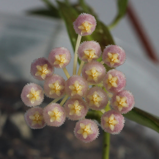 Hoya 'Rebecca'