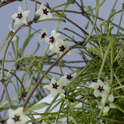 Hoya retusa