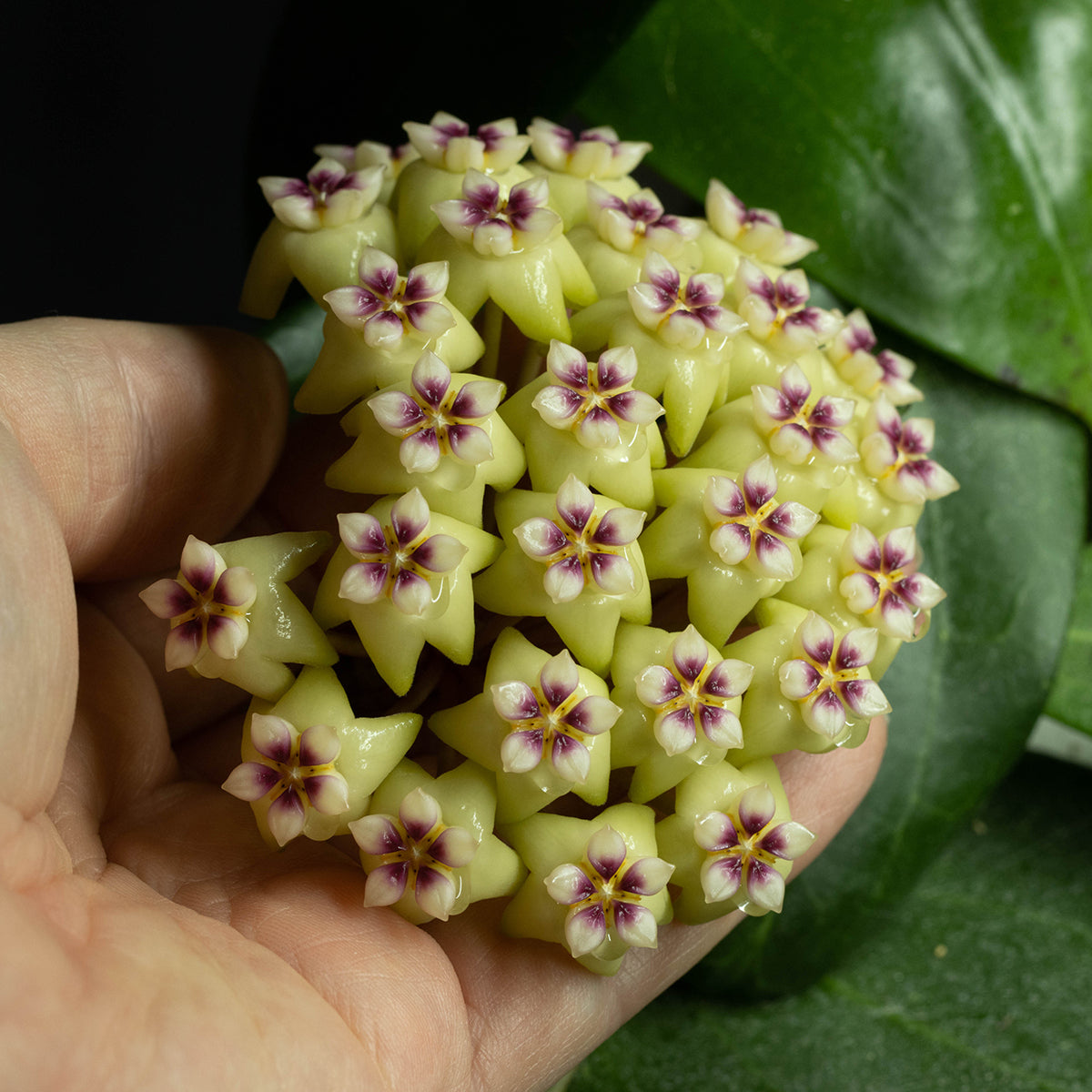 Hoya sp. aff. rigida (SV 488)