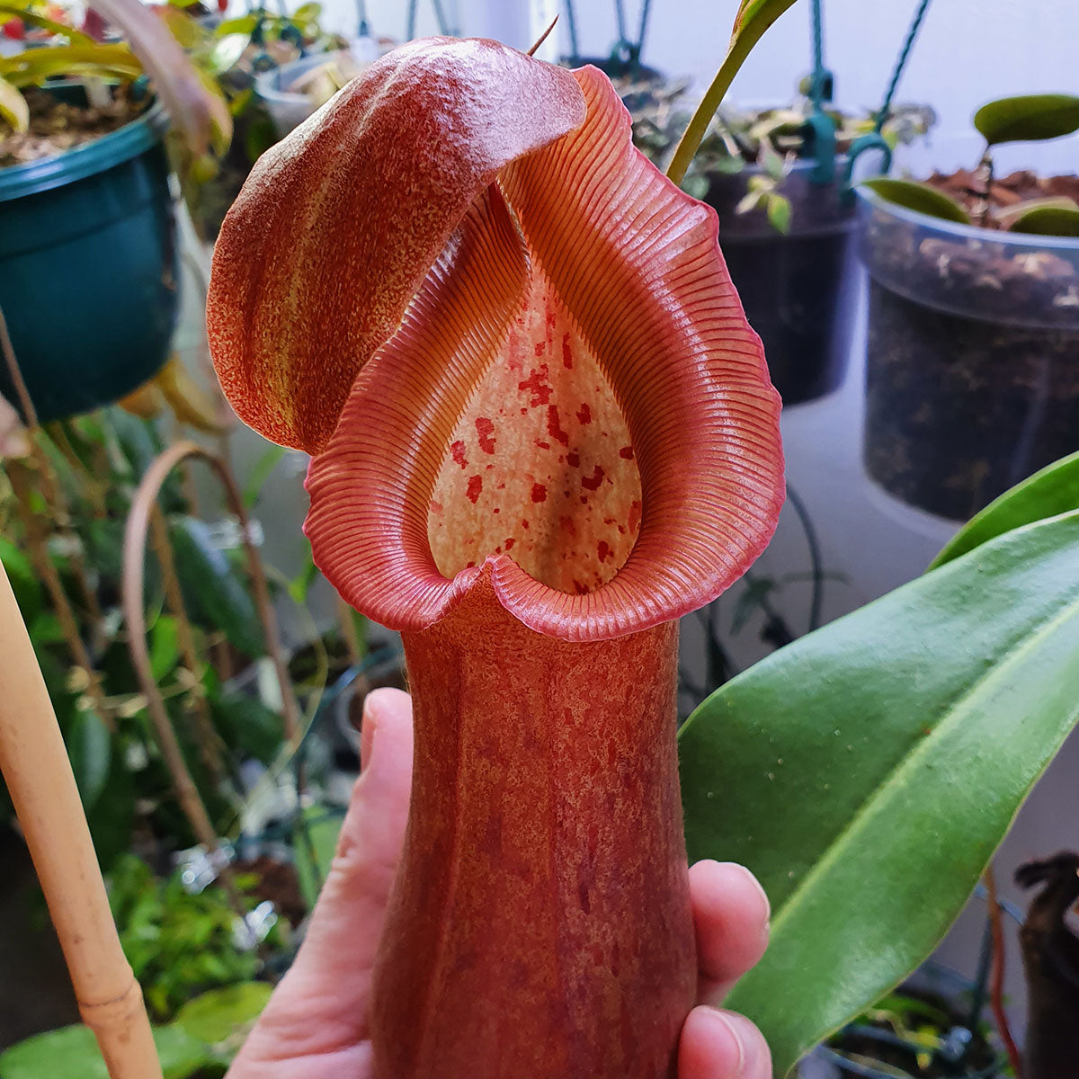 Nepenthes 'Rob'