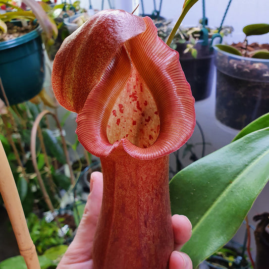 Nepenthes 'Rob'