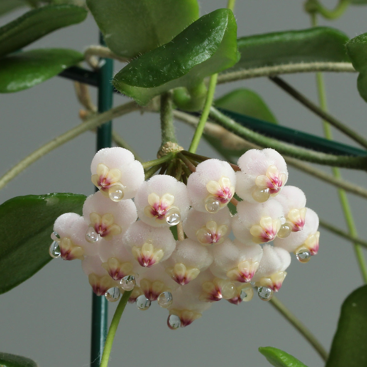 Hoya rotundiflora