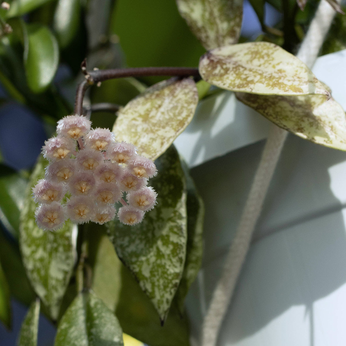 Hoya lacunosa 'Royal Flush'