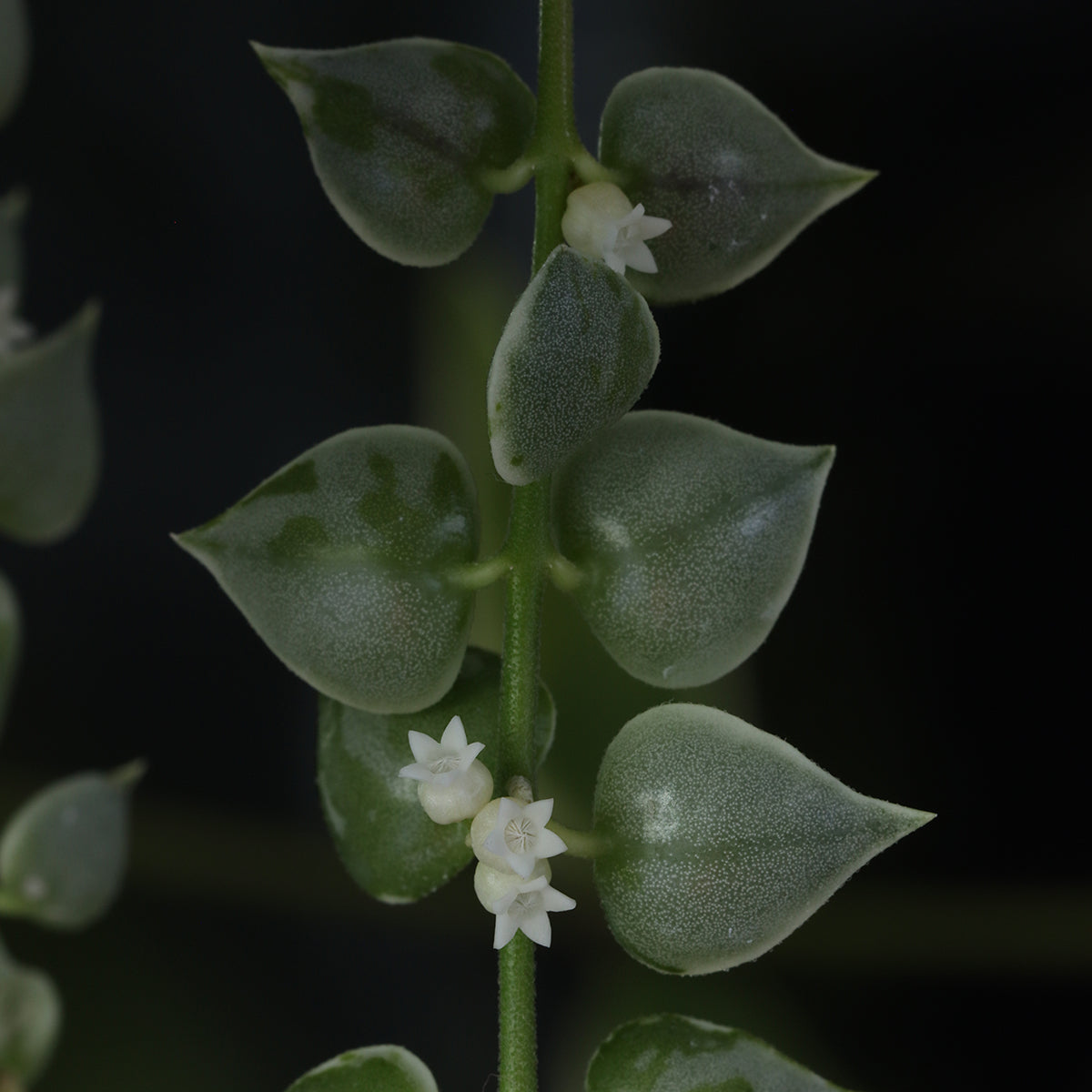 Dischidia ruscifolia (variegerad)