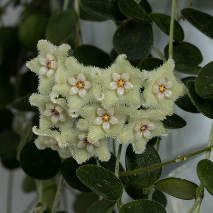 Hoya serpens