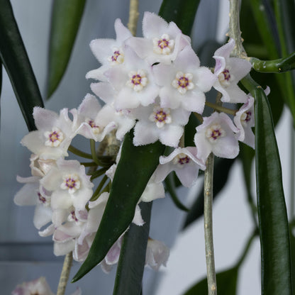 Hoya shepherdii