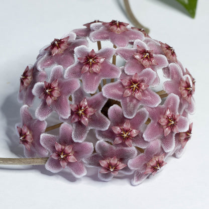 Hoya carnosa (Shocking Pink)