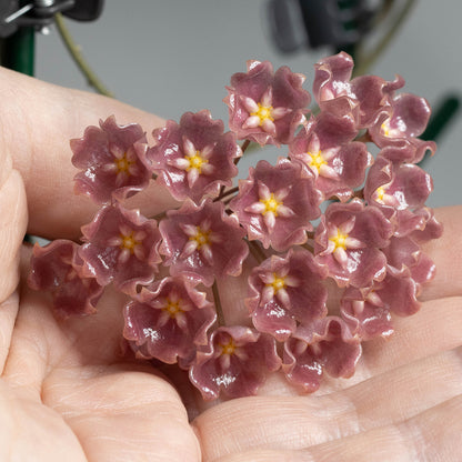 Hoya blashernaezii ssp. siariae (rosa, PW 1307-06)