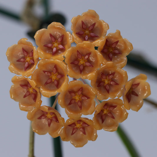 Hoya blashernaezii ssp. siariae (orange, PW1307-17)