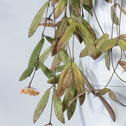 Hoya sigillatis ssp. sigillatis