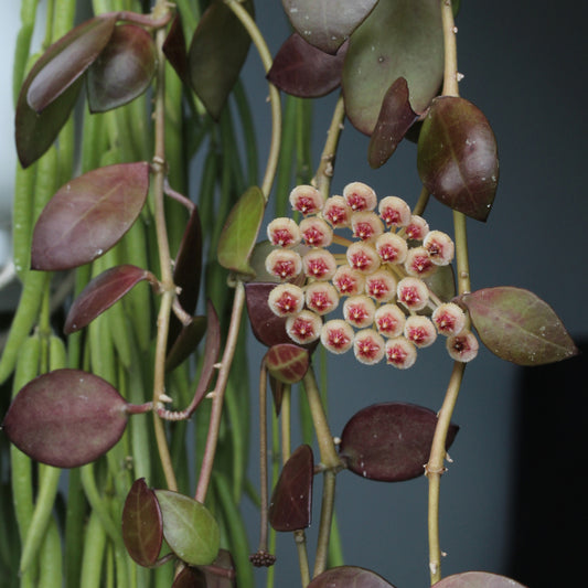 Hoya sipitangensis (IML-1603)