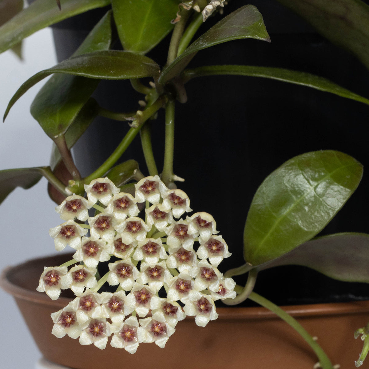 Hoya sipitangensis