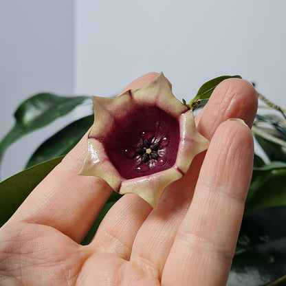 Hoya wallichii ssp. tenebrosa (Kalimantan, SLM-02)